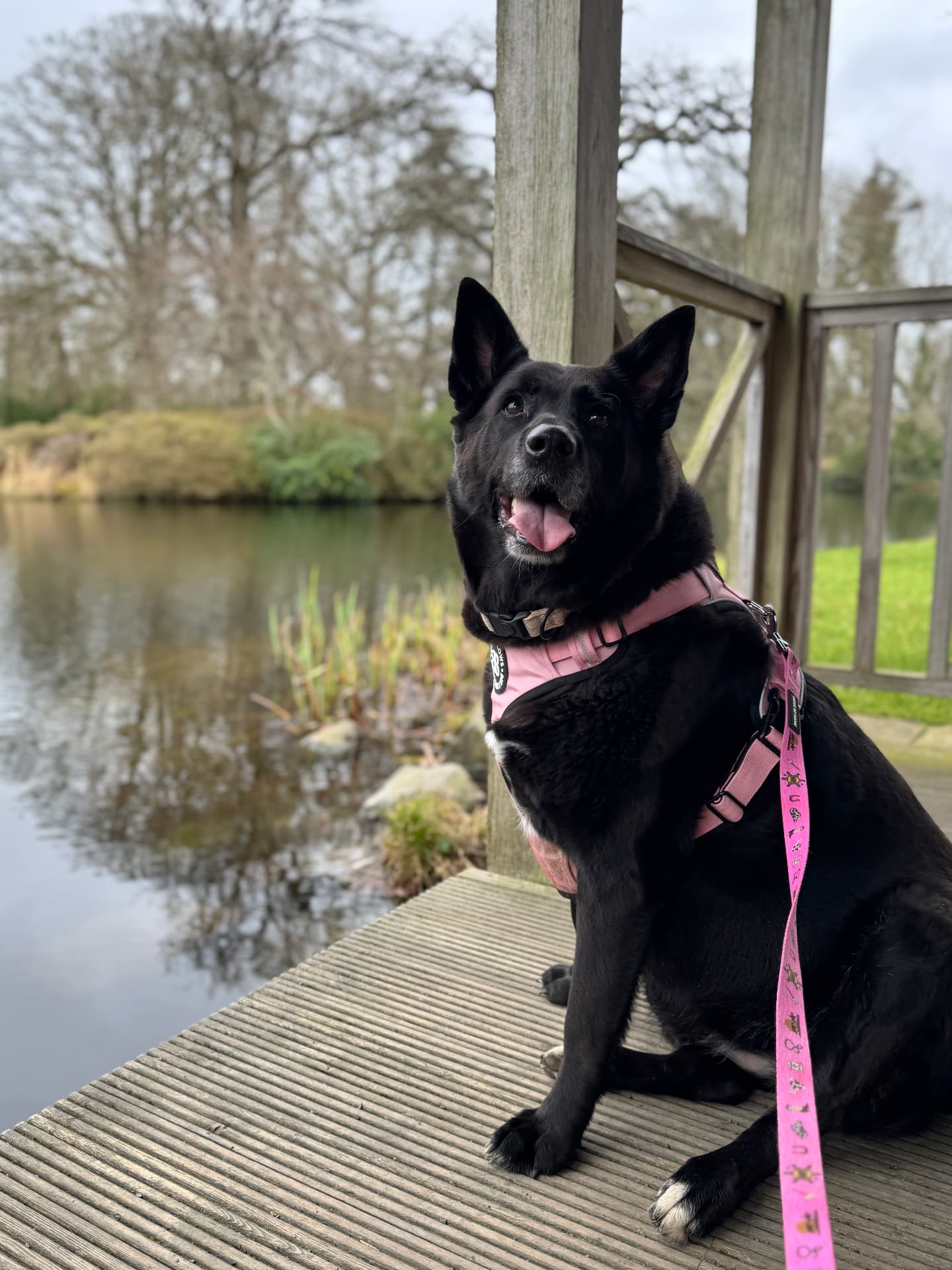 A happy black dog wearing a pink harness sitting by a lake