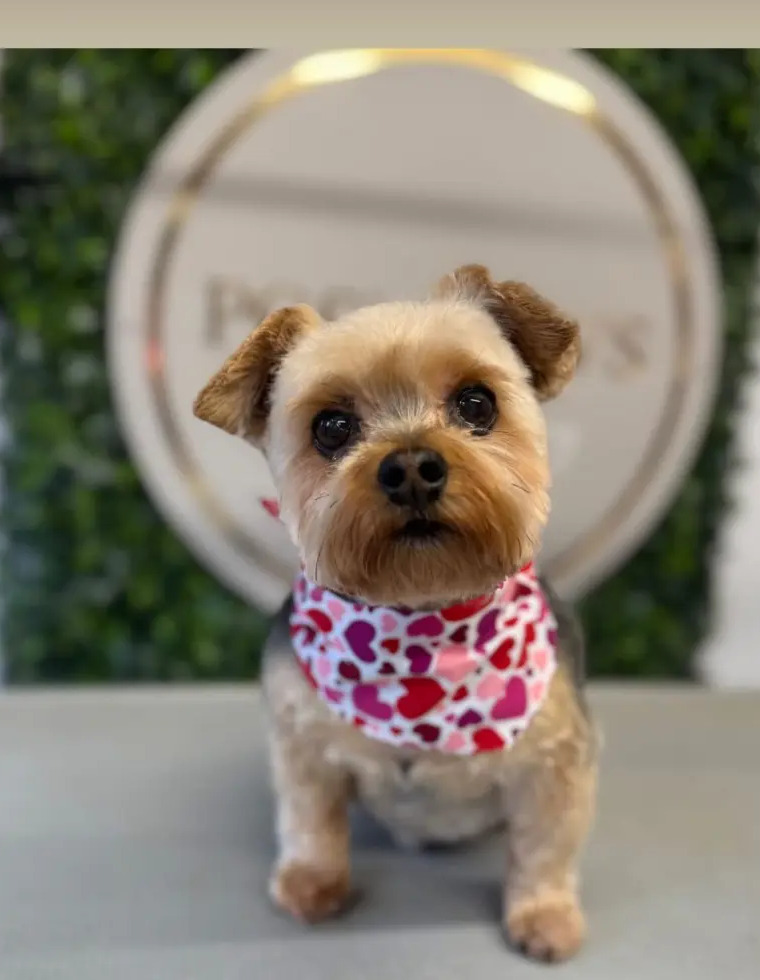 A small Yorkshire Terrier wearing a pink heart-patterned bandana