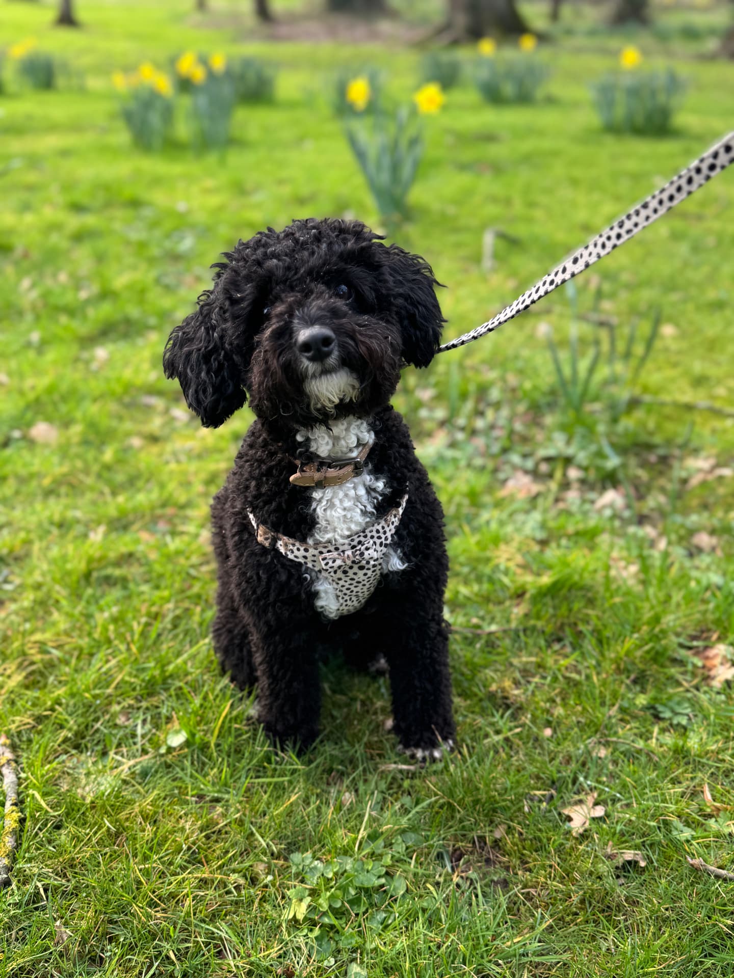 A small black curly-haired dog sitting in a field of daffodils